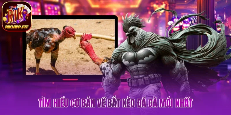 Khám phá cơ bản về bắt kèo đá gà mới nhất