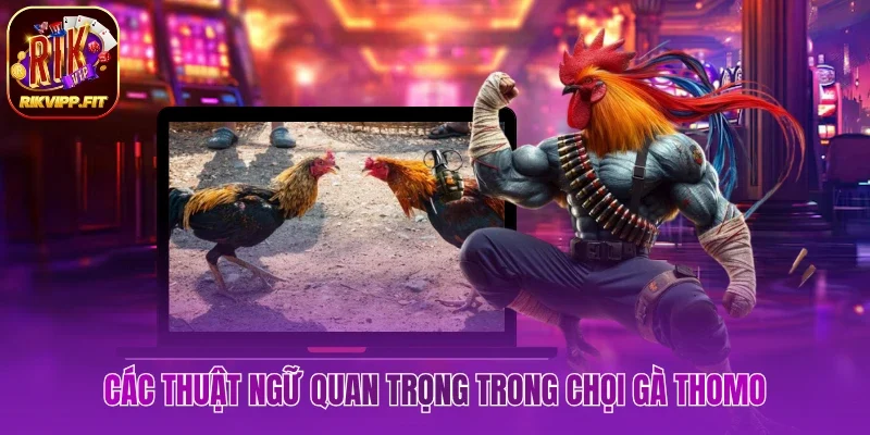 Hiểu rõ các thuật ngữ quan trọng trong chọi gà Thomo